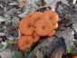 Világító tölcsérgomba (Omphalotus olearius), Budai-hegység